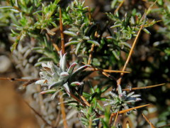 Amphiglossa triflora
