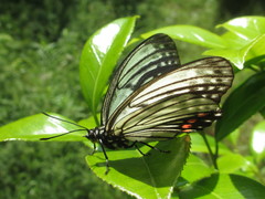 Hestina assimilis assimilis