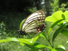 Hestina assimilis assimilis