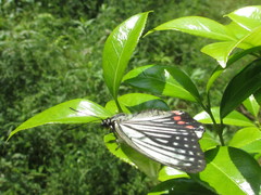 Hestina assimilis assimilis