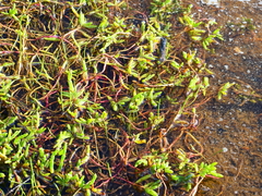 Hemichroa pentandra