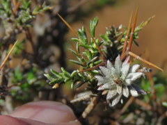 Amphiglossa triflora