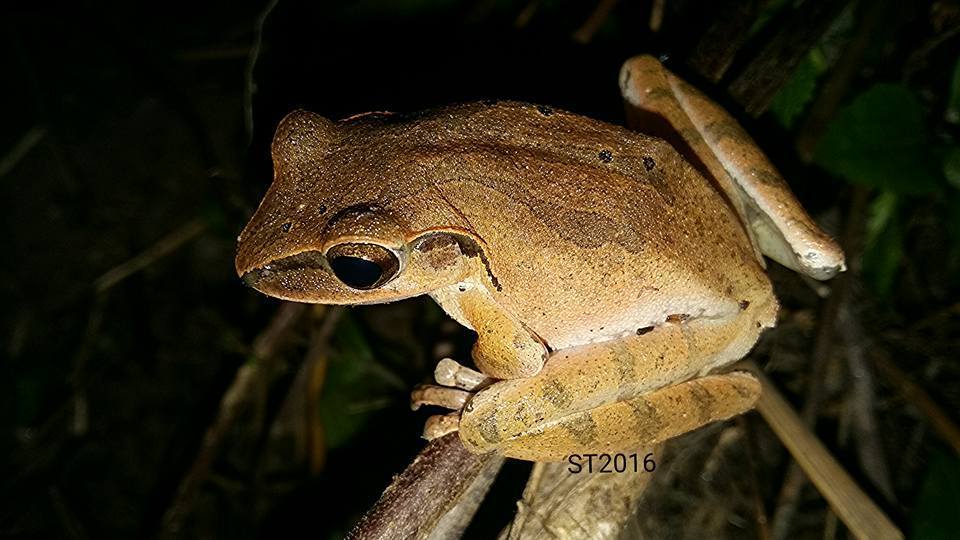 Polypedates himalayensis