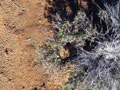 Amphiglossa triflora