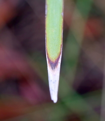 Lomandra multiflora multiflora