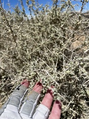 Atriplex spinifera