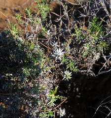 Amphiglossa triflora