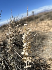 Atriplex spinifera