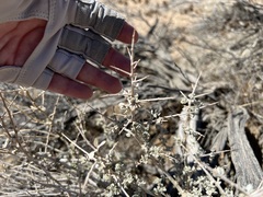 Atriplex spinifera