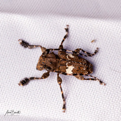 Aegomorphus quadrigibbus