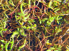 Hemichroa pentandra