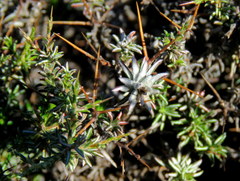 Amphiglossa triflora