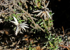 Amphiglossa triflora