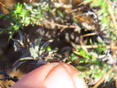 Amphiglossa triflora