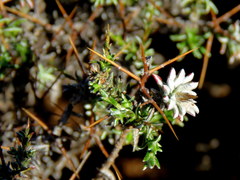 Amphiglossa triflora