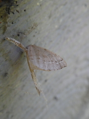 Thallophaga hyperborea