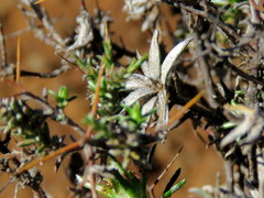 Amphiglossa triflora