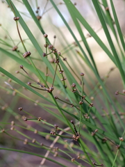 Lomandra multiflora multiflora