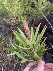 Melaleuca comboynensis