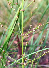 Lomandra multiflora multiflora
