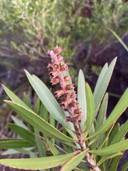 Melaleuca comboynensis