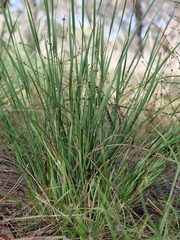 Lomandra multiflora multiflora