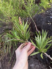 Melaleuca comboynensis