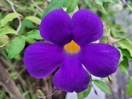 Thunbergia image