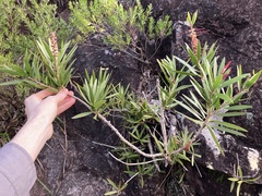 Melaleuca comboynensis