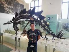 Stegosaurus stenops