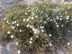 Calystegia macrostegia arida
