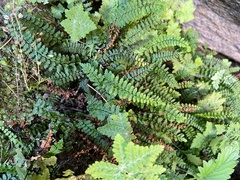 Asplenium vespertinum