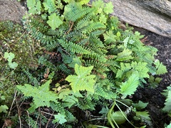 Asplenium vespertinum