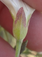Calystegia macrostegia arida