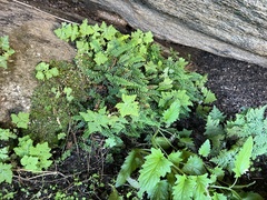 Asplenium vespertinum