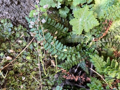 Asplenium vespertinum