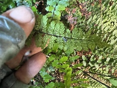 Asplenium vespertinum