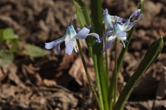 Scilla rosenii