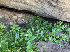 Asplenium vespertinum