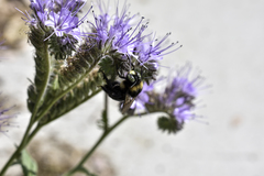 Xylocopa tabaniformis