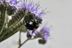 Xylocopa tabaniformis