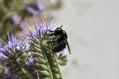 Xylocopa tabaniformis