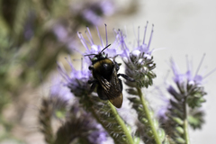 Xylocopa tabaniformis