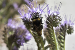 Xylocopa tabaniformis