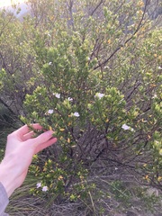 Westringia amabilis