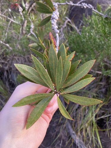 Image of Melaleuca comboynensis by (c) Thomas Mesaglio, some rights reserved (CC BY)