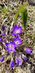 Brodiaea terrestris terrestris