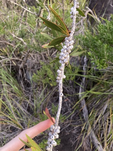 Image of Melaleuca comboynensis by (c) Thomas Mesaglio, some rights reserved (CC BY)