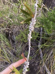 Melaleuca comboynensis