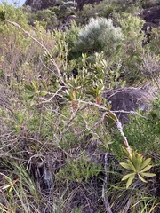 Melaleuca comboynensis